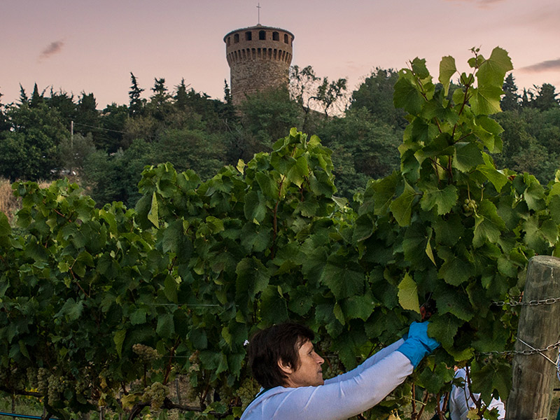 https://server01.winelist.nl/media/cache/16x9_thumb/media/image/brand-banner/CastellodellaSala_wijnoogst.jpg